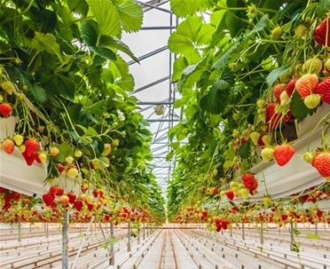 草莓種植系統