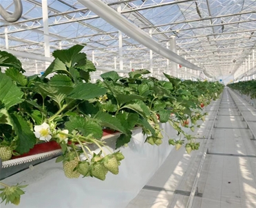 草莓種植系統
