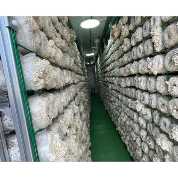 蘑菇集裝箱植物工廠