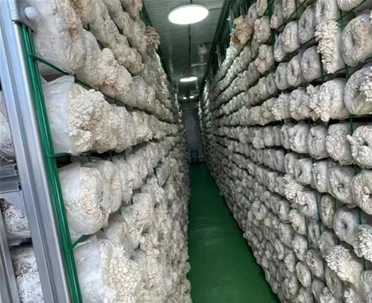 蘑菇集裝箱植物工廠